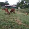 famercow