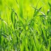 touchsomegrass25