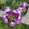 hannahsgardenspace