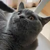 postmeowlone