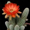 lan_anh6089