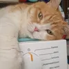 bimbogatto