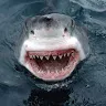sharknin0