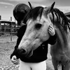 fjordpony.spirit
