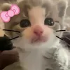 linawzwa_