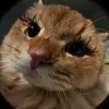 kingthemozz