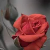 youssrameryam