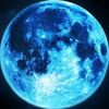 mycophagousblue