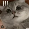 venny_121