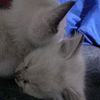 daihanaa_tg