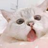 migorenggggg1