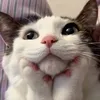 dobidobido000