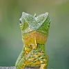 blockcat_1437