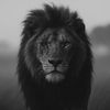 medo_eloraibe