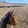 ropin_queen