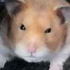 my_familyanimals0