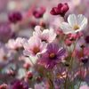 chelsm_1219