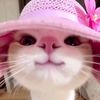 iamsarh12