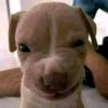pochoclo_zz