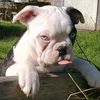 hankthetank.bugg