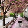 shenleepark