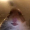 bioroo