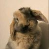bunnybuttons48