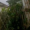 pokok.padeh.neser