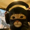 steve_innit1