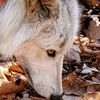 Guardiansofthewolves