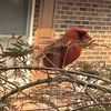 wildcoop