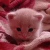 irishka_695