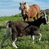 funfarmanimals