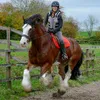 DiscoverTheHorse