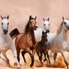 nadim.1214n
