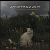 9_iiki