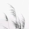 h_seard