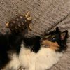 tortoiseman3