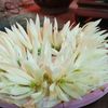 kembangkenongo_217