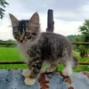 patcha_lovecat