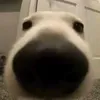 mihhwyrr