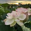 haiduong1298
