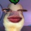 vella_236