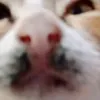 kayuriii_