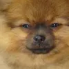 Джинджер