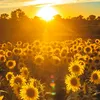 mysunshinehascome