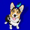 corgi.luna