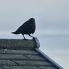 loosergooser