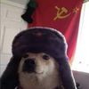 dogginsxd