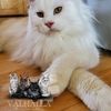 valhallamainecoons